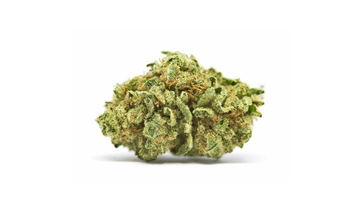 Critical Kush: Sorte, Aroma & THC Gehalt