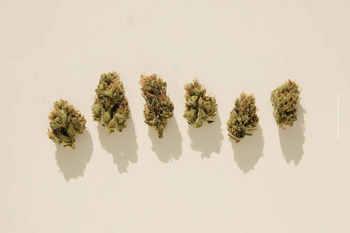 OG Sorten: Top 12 Strains – Liste, Namen, Wirkung & Herkunft