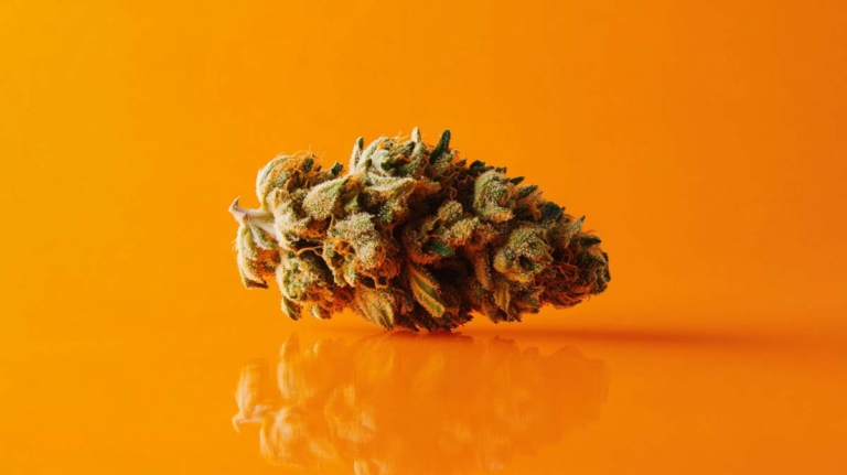 Cannabis und Konzentration: Fokus, Potenzial & Forschung