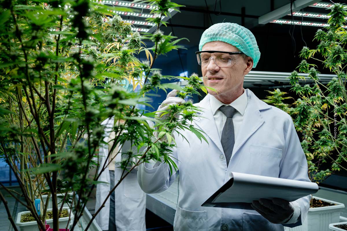 Iuvo Therapeutics: Hersteller, Blüten, Sorten & Liste