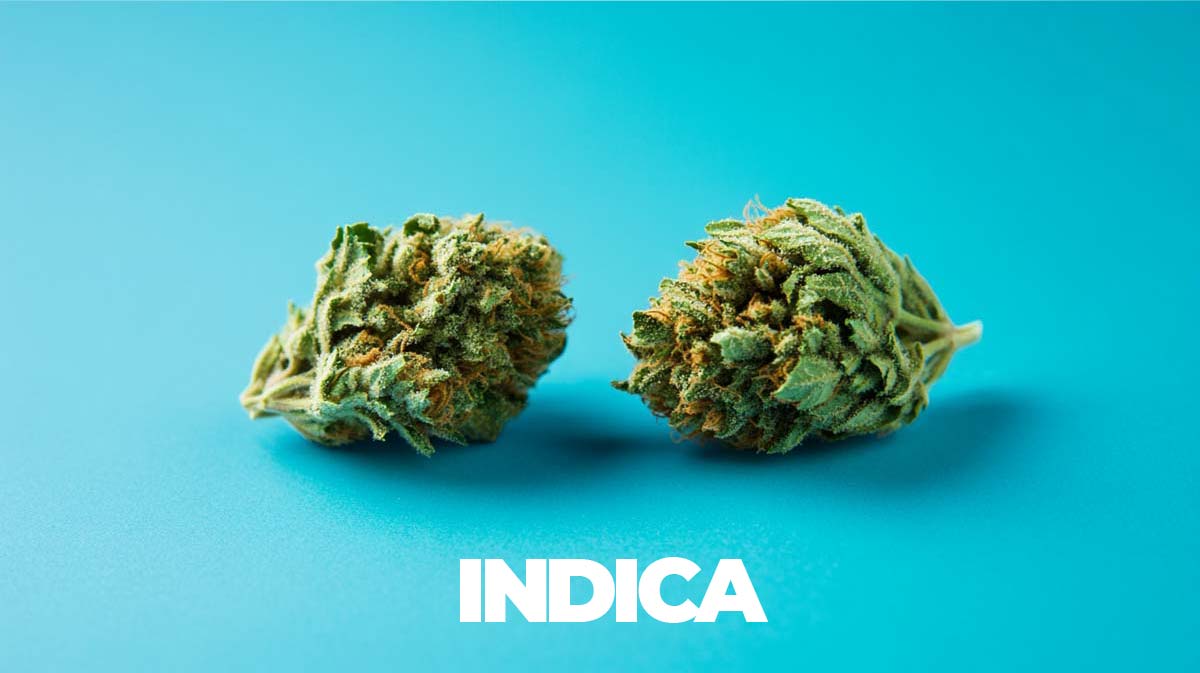 Black Cherry Punch: Sorte, Aroma & THC Gehalt