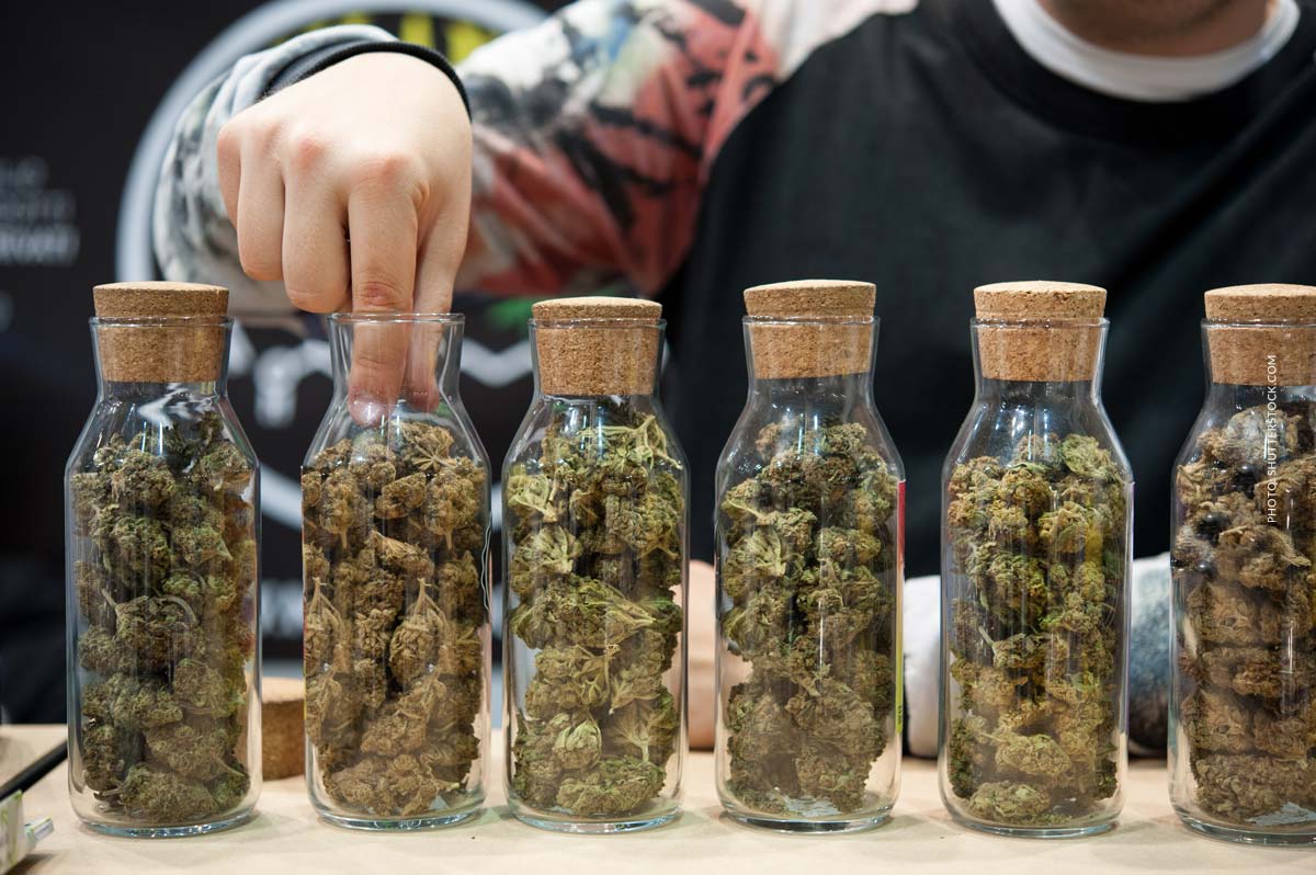 Cannabis Anbau Trocknen 6/9: Blüten & Veredelung der Ernte (Curen)