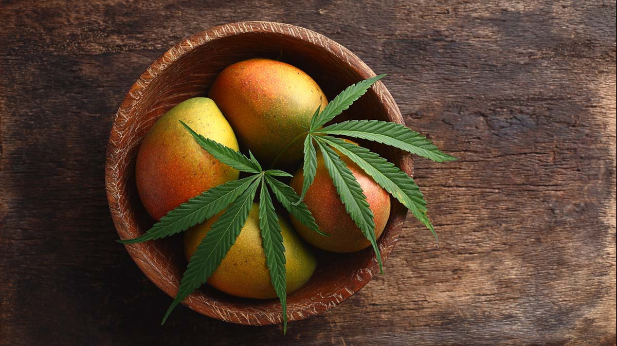 Myrcen Cannabis Terpen: Aroma, Geschmack, Effekt & Wirkung