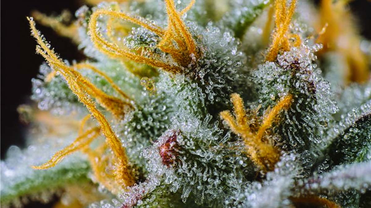 Chemdawg: Sorte, Wirkung & THC Gehalt
