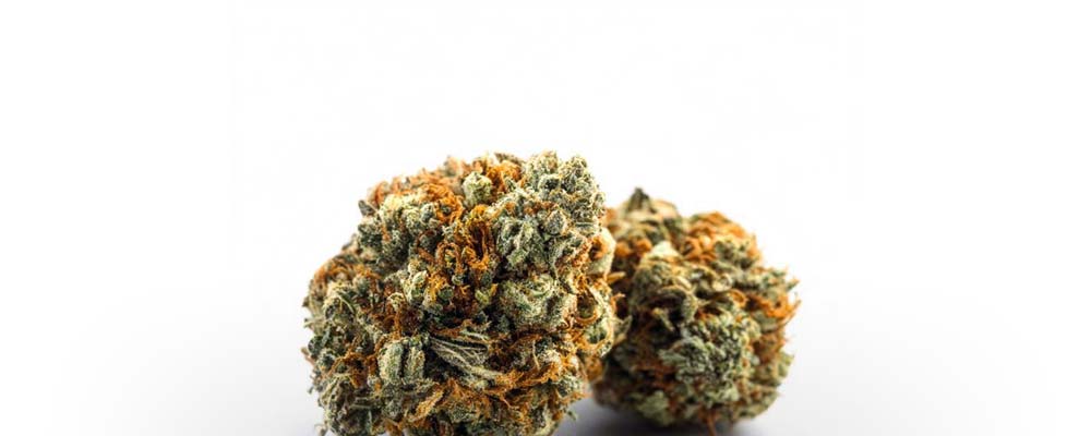 Cannabis Blüten vs Extrakt: Sorte, Wirkung & THC Gehalt