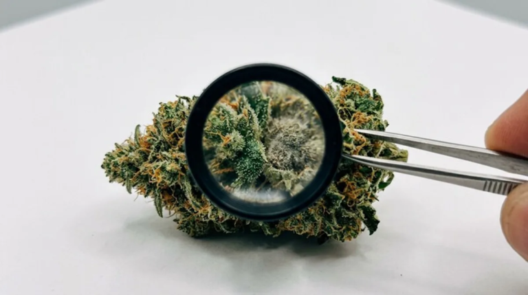 Cannabis in den USA: Recht, Medizin, Markt & Investitionen